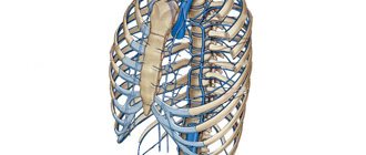 Полые вены человека