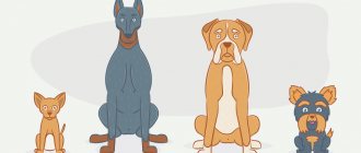 Породы собак с сердечными патологиями