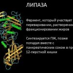 Причины повышения липазы в крови. О чем это говорит?