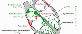 Проводящая система сердца