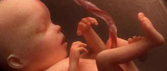 пуповина имеет 3 сосуда