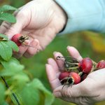 сбор шиповника