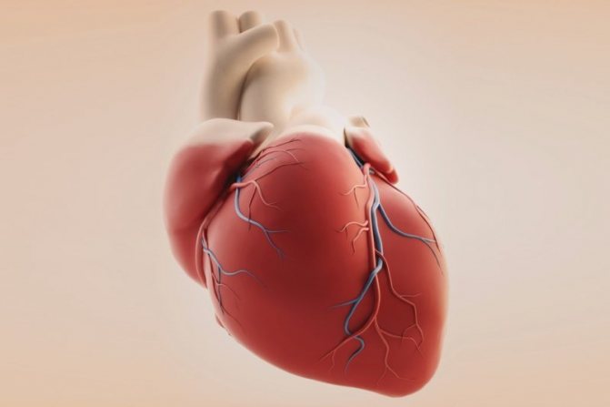 Сердце - один из главных органов организма, он перекачивает кровь в организме. Его заболевание отражается на весь организм в целом
