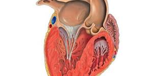 Схема сердца в разрезе