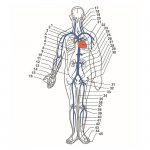 схема строения и расположения вен и венул