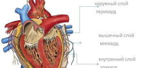 Слои сердца