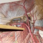 Сонная артерия у человека. Где находится на шее, анатомия, симптомы болезней, закупорки