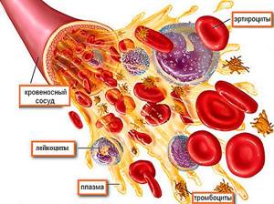 Состав крови. Нейтрофилы относятся к группе лейкоцитов или белых кровяных частиц