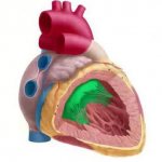 стенки левого желудочка