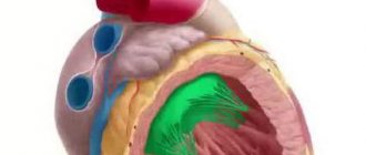 left ventricular wall