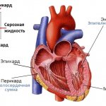 Строение миокарда