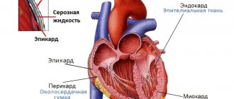 The structure of the myocardium