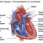 Строение сердца с обозначением его клапанов
