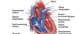 Строение сердца с обозначением его клапанов