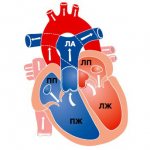 Строение сердца