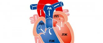Structure of the heart