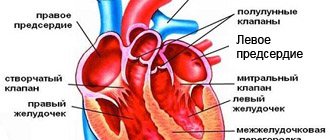 Строение сердца