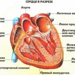 Строение сердца