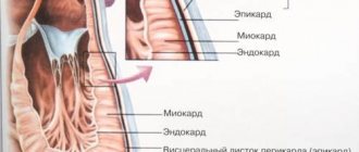 Structure of the heart wall