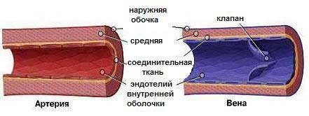 Вены строение