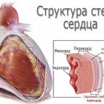 Структура стенок сердца