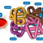 Свободный гемоглобин в плазме крови норма