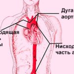 Топография аорты