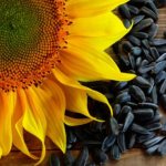Eating fried sunflower seeds for high cholesterol – is it harmful or beneficial?