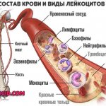 виды-лейкоцитов