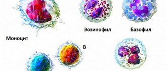 Виды лейкоцитов