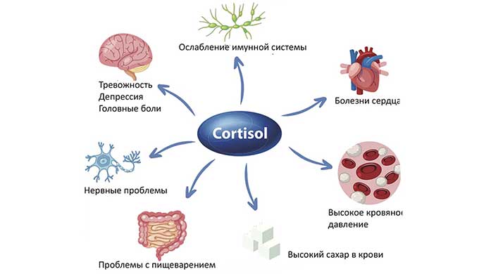 Влияние гормона кортизол на организм