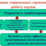 влияние щитовидной железы на сердце