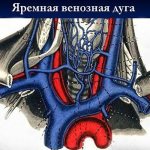 Яремная венозная дуга